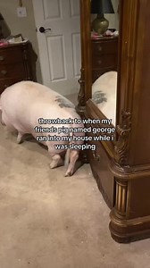 Pig Ran Into My House While I Was Sleeping - Throwback Clip