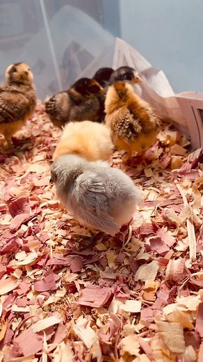 5.3K views · 71 reactions | Meet the gals!  9 new baby chicks; 1 Cinnamon Queen, 1 Lavender Orpington, 1 Buff Orpington, 1 Silver Laced Wyandotte, 1 Blue Red Laced Wyandotte, 2 Americauna’s “Easter Eggers”, 2 Frizzle’s! | Rendleman Orchards | Facebook