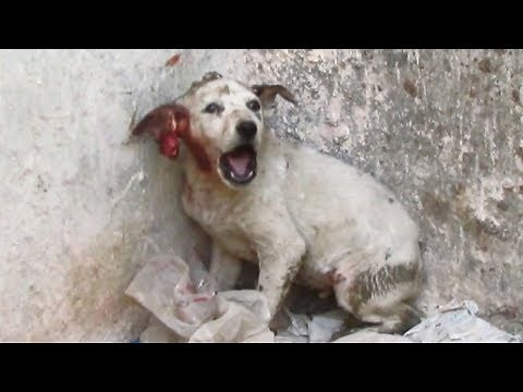 Screaming from pain, puppy rescued with torn ear.