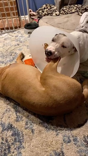 1.9K views · 24 reactions | Quinn's Story on Reels | Facebook