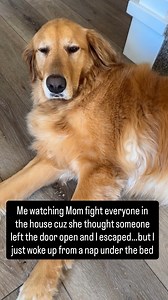 Mom was scared and thought she lost me! 😂 | Loyal Golden Retriever