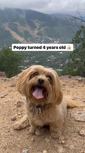 Have had a great August in Aspen, CO. Weather has been beautiful and we celebrated @poppyscottoutdoors turning 4 years old 👍🏼 We are legged up and looking forward to fall hunting season 🇺🇸 | Jay Scott Outdoors