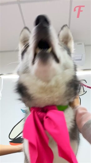 79K views · 630 reactions | Girl Saves Wolf on Bus | Fabiosa Belle | Facebook