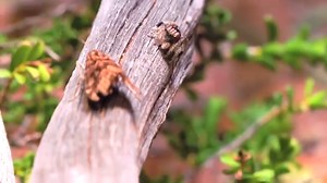 Maratus constellatus catching prey. There isn't a lot of footage out showing this so you may find it interesting | Peacock Spider