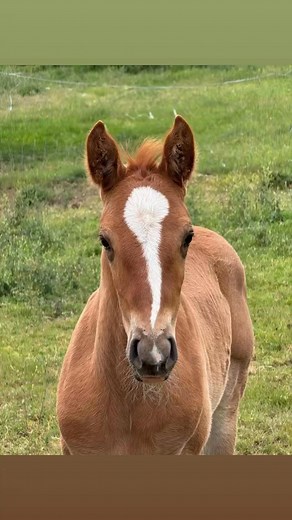 Vento PF 🇵🇹Lusitano stallion ❤️ Estrela do Olival x Hino For sale | Lusitano breeding Czech Republic - PF