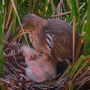 The Chicks Can Not Eat Food Oversize That The Father Gives Them | Review Bird Nest