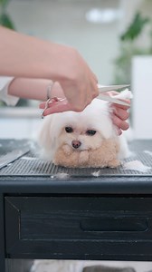 Dog grooming ASMR puppy satisfying adorable