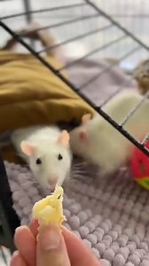 5.7K views | RSPCA Victoria on Reels | Facebook