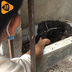 9.2K views · 836 reactions | Heartbreaking - Rescue The Mother Dog And Her Cubs Living In A Dirty Abandoned House With No Food. | Hope For Pets | Facebook