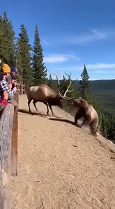 1M views · 1.4K reactions | Elk Knocks Bear Off Cliff in Violent...