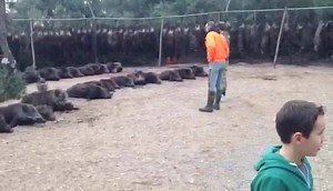 9K views · 114 reactions | Now this is a sucessful boar hunting trip. #hunting #boar #boarhunting #huntingeurope #wildboar #wildboarhunting | Huntaroundtheworld | Facebook