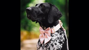 Lionet Paws Dog Leash - Silk Pink Leash for Small Medium Large Dogs Matching Collar for Girl and Boy