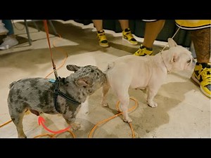 How To Breed French Bulldog (Tutorial) Step by Step