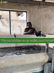 1.9K views · 37 reactions | Causes of bubbles on catfish pond water...