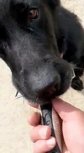 1.8K views · 83 reactions | Lionek prosí o domov. Info v albu | Psí štěstí | Facebook