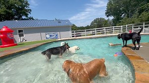 Best Friends Bed and Biscuit on Reels | Facebook