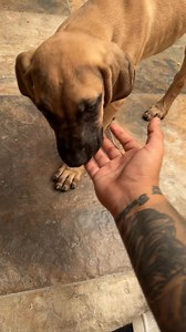 3.2K views · 32 reactions | El perro más peligroso del mundo ? | Quepasogil | Facebook