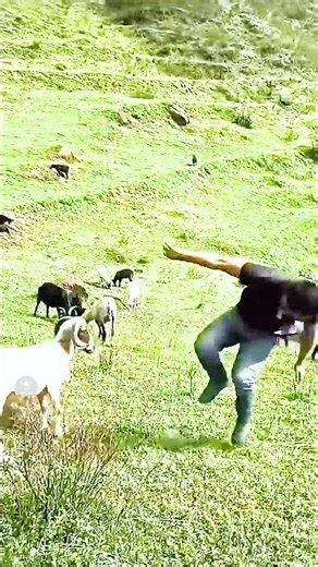 POV: Minecraft Goats Always Choose Violence 💀 | Minecraft Meme #shorts