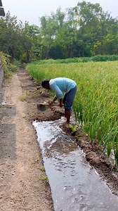 Farming of India #khetibadi | MR7 Digital