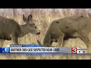Another deer suspected positive for Chronic Wasting Disease in NW Montana