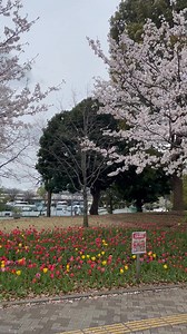 🌷 Tulips at Odaiba are in Full Bloom! 🌷 As the cherry blossoms begin to fall and the spring breeze fills the air, it's time for the vibrant tulips to take center stage! 🌸✨ At Odaiba, around 500,000 tulips are blooming in a stunning array of colors, enchanting everyone who visits! What's even better? You can enjoy the sight of both cherry blossoms and tulips together, making it the perfect spot to feel the arrival of spring. Even after the sakura season ends, you can still immerse yourself in 