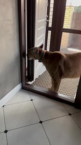 Very cute puma | Puma London | Facebook