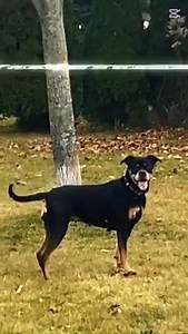 🐾Piper is a 5 year old Rotti mix who is in search of a loving furever home where she can enjoy life surrounded by warmth, kindness, and companionship. If you're looking for a gentle, affectionate companion who is eager to please and still full of life, Piper is ready to fill that role with love and loyalty. Piper would love to meet you! Interested in welcoming Piper into your home! Fill out an application linked below! https://animalguardian.org//html_forms/adoption.html * We thank all applican