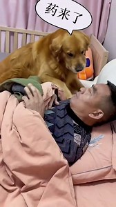 479K views · 6.7K reactions | The old man is in a very good mood today❤❤ #dog #smartdog #goldenretriever | ABBA Remember | Facebook