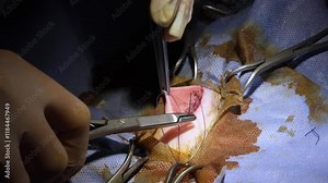 Spay and neuter surgery on a female cat in the operating room of a veterinary clinic