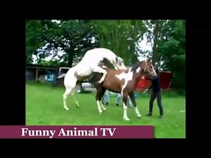 Funny Animal Special - New Animal Mating - New Funny videos HOT 2015 - Part 5