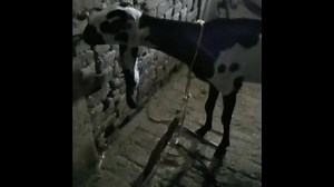 Goat Flu Treatment // بکری کے نزلہ زکام کا علاج | Goat Land Farms