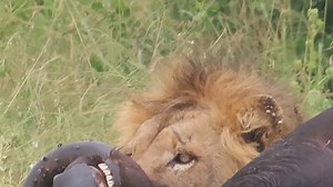 151K views · 1.1K reactions | Pride female leaving the buffalo carcass to the male to go rest under the shade #reels #life #trend #video #Amazing #viral #nature #travel #trending #wildlife #wow | African Bush Kingdom | Facebook