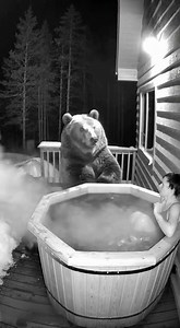 14K views · 23 reactions | HOT TUB HORROR: GRIZZLY BEAR TRIES TO...