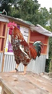 Rooster Crowing Compilation Plus 🐓 Rooster crowing sounds Effect 2024 . . #RoosterCrowing #Rooster #Crowing #bestroostersound #Chicken #RoosterCrowingSound #roostersound #RoosterCrowingday #chickens ৳Brahma #Silkierooster #Orpingtonchicken #Pekinbantam #KrährufderHähnevon #verschiedenenHühnerrassen #Vergleich | Wild BIRDS