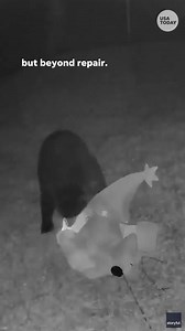 This Naples bear earned a spot on the naughty list by stealing a Grinch lawn ornament and dragging it into the woods. | USA TODAY Video