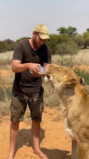 52K views · 907 reactions | Surviving the Kalahari Heat Wave ☀️ Temperatures are soaring up to 42°C (107°F) in the Kalahari. The sun is relentless, and the landscape shimmers under its intensity. #Kalahari #heatwave #wildlife #nature #extremeweather #desertlife #survival #SirgaTheLion | Sirgathelioness | Facebook