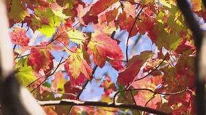 Fall foliage is at or near peak across much of Maine