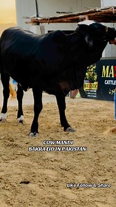 Uff Kheeri🙈 Nasal Beauty 💝💝 Call 📞 0300- 2127422 0300-2785805 0324-2921075 Majestic Cattle & Goat Farm #CowMandi #viral #foryou #reel #trend #Bull | Cow Mandi ( Bakra Eid in pakistan )