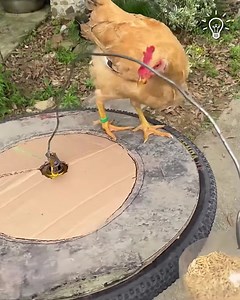 Genius idea to make your chicken exercise! 🐔 | Classic Cartoons