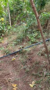 Il dépense près d'un million de fcfa pour irriguer ses plantations de fruit de passion | Tami Jardin