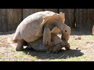 Nikon D3100 Samples - VIDEO AND PHOTO!