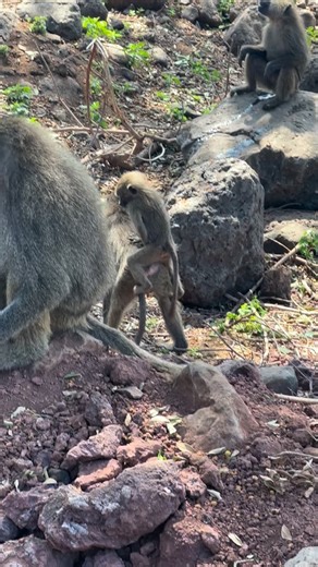 Visit Tanzania on Instagram: "Mounting in baboons isn’t always about mating. It’s often a social behavior used to: • Show dominance or submission • Reduce tension after conflict • Strengthen social bonds within the troop • Practice behavior, especially among young baboons In the wild, behavior isn’t always about reproduction it’s about communication, hierarchy, and survival. Join us for a 9 DAY PREMIUM TANZANIA WILDLIFE SAFARIS ▶️ Day 1 - Arrival in Tanzania | Kilimanjaro International AirPort (