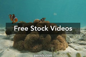 Free Ladies+Underwater+Suit+Sexy+Karte+Hain+Wapas+Ladies Videos