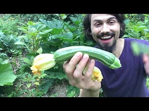 Cocozella di Napoli: The BEST ZUCCHINI & My Favorite Summer Squash with Matt Powers