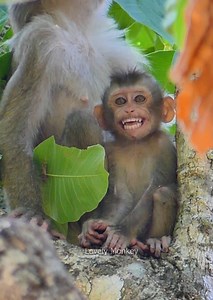 So Pity Baby monkey Abandoned Zuri, baby monkey zuri she is very crying, baby zuri is hungry milk, really lovely monkey. | Lovely Monkey