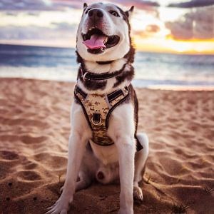[Hot Item] Easy to Wear & Locking Security Dog Harness