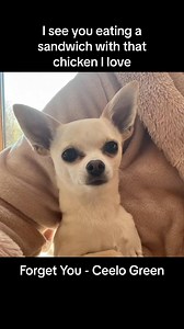 12K views · 12K reactions | TAKE 2 (Radio Edit) For everyone we offended with our potty-mouth﫢 #dog #dogs #doggo #doggie #doglovers #doglife #pup #puppy #puppies #puppylove #chihuahua #chihuahuas #clean #parody #destinyschis #lola #chico #baby #sing #comedy #diet #share #sharingiscaring #food #rude #chihuahualove #hunde #chien #woof #funnyvideos | Destiny’s Chis | Facebook