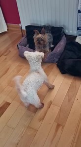 “Dolly” mature miniature “Bichon Frise” still has a pep in her step 😆pm if interested,see previous post for full details 🐾 | Molly Moos Westie Rescue Ireland