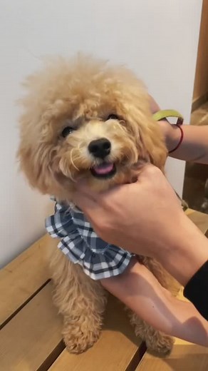 Mochi Bear on TikTok