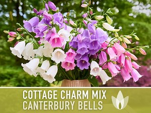 Canterbury Bells Seeds, Cottage Charm Mix, Heirloom Campanula (100  Seeds) - Etsy
